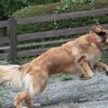 大型犬は大変じゃな…