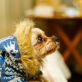 犬がコタツに入る理…