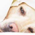 犬の腸内環境改善に…