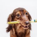 愛犬のデンタルケア…