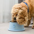 犬のご飯における『…