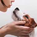犬から人に感染する…