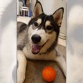 お散歩中のハスキー…
