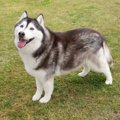 大型犬の性格の特徴…