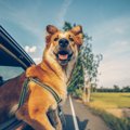犬とドライブする時…