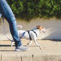 犬は『歩き方』で気…