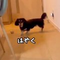 犬の『トイレ報告』…