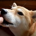 犬に『キャベツ』を…