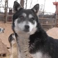 砂漠地帯に犬のオア…