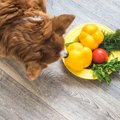 犬に絶対NGな『夏野…