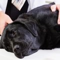 犬のホルモン異常で…