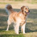 あなたの愛犬はどう…