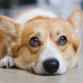 犬の『視力』は犬種…