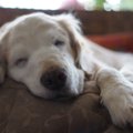 犬が老いていくにつ…