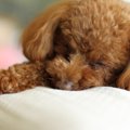 犬の脳炎を解説！症…