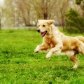 犬の骨格の基礎知識