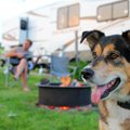 犬が喜ぶお出かけス…