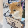 気分は大型犬♪カート…