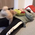 愛犬のお気に入りハ…