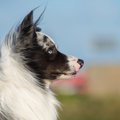 犬の横顔画像20選！…