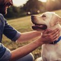 犬が穏やかな気持ち…