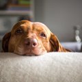 へにゃ～ん♡犬が『う…