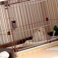 生まれて初めて『ピ…
