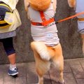3歳の女の子と犬2匹…