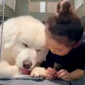 女の子が超大型犬の…