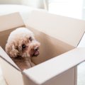 犬が喜ぶ『0円おもち…