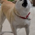 犬の吠える行動を防…