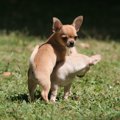 犬のマウンティング…