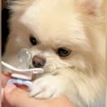 赤ちゃんのおしゃぶ…
