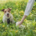 あるある？犬が『ウ…