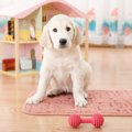 室内でもできる！犬…