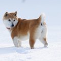 犬が振り向いてくる…