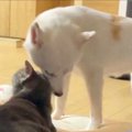 猫への愛情が強すぎ…