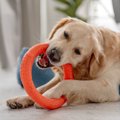 犬が『おもちゃに執…