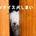 台風19号で「#ナイス…