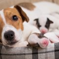 犬の妊娠から出産ま…