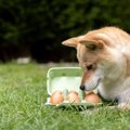 犬が食べると危険な…