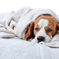 犬同士で風邪ってう…