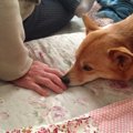 愛犬の為にできるア…