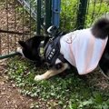 犬と旅行中にドッグ…