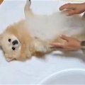 ポメラニアンが赤ち…
