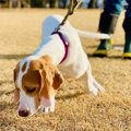 犬に拾い食いをやめ…