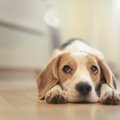 犬を心配しすぎる３…
