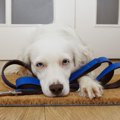 犬を病気にさせてし…