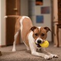 犬が興奮しすぎてし…