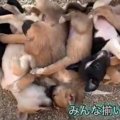 【ネパール】7匹の野…